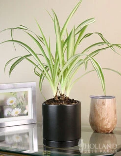 Menu Spider Reverse Variegated Houseplant