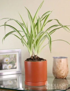 Menu Spider Reverse Variegated Houseplant -Gardening Series Store 95009 spider reverse houseplant