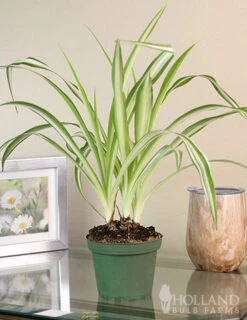 Menu Spider Reverse Variegated Houseplant -Gardening Series Store 95009 spider reverse houseplant 3