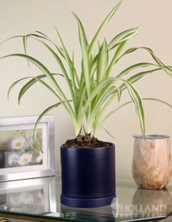 Menu Spider Reverse Variegated Houseplant -Gardening Series Store 95009 spider reverse houseplant 4