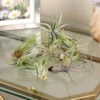 Menu Tillandsia Air Plant Mix 10 Pack -Gardening Series Store 95010 air plants