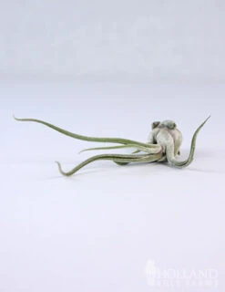 Menu Tillandsia Air Plant Mix 10 Pack -Gardening Series Store 95010 air plants 2