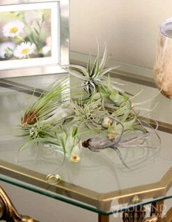 Menu Tillandsia Air Plant Mix 10 Pack