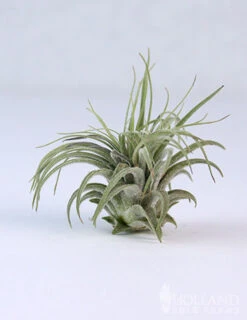 Menu Tillandsia Air Plant Mix 10 Pack -Gardening Series Store 95010 air plants 3