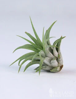 Menu Tillandsia Air Plant Mix 10 Pack -Gardening Series Store 95010 air plants 5