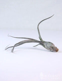 Menu Tillandsia Air Plant Mix 10 Pack -Gardening Series Store 95010 air plants 6