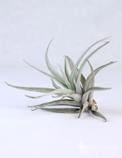 Menu Tillandsia Air Plant Mix 10 Pack -Gardening Series Store 95010 air plants 8