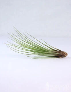Menu Tillandsia Air Plant Mix 10 Pack -Gardening Series Store 95010 air plants 9