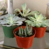 Menu Succulent Houseplant Assortment 4 Pack