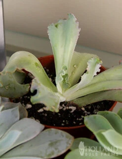 Menu Succulent Houseplant Assortment 4 Pack -Gardening Series Store 95011 succulent assortment 2