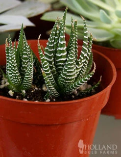 Menu Succulent Houseplant Assortment 4 Pack -Gardening Series Store 95011 succulent assortment 3