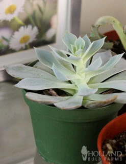 Menu Succulent Houseplant Assortment 4 Pack -Gardening Series Store 95011 succulent assortment 4