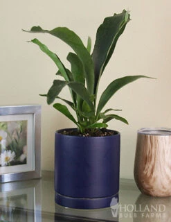 Menu Staghorn Fern Houseplant -Gardening Series Store 95018 staghorn fern 2