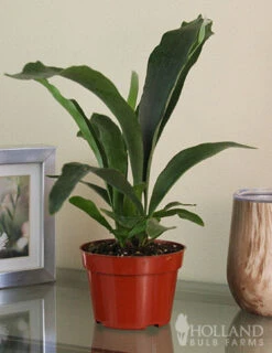 Menu Staghorn Fern Houseplant -Gardening Series Store 95018 staghorn fern