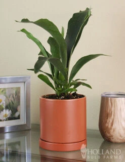 Menu Staghorn Fern Houseplant -Gardening Series Store 95018 staghorn fern 3