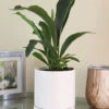 Menu Staghorn Fern Houseplant -Gardening Series Store 95018 staghorn fern 4