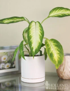 Menu Dieffenbachia Camille Houseplant -Gardening Series Store 95019 dieffenbachia camilla houseplant 3