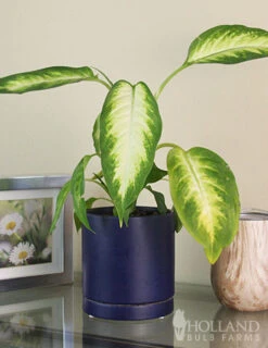 Menu Dieffenbachia Camille Houseplant -Gardening Series Store 95019 dieffenbachia camilla houseplant 4