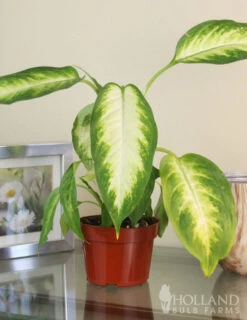 Menu Dieffenbachia Camille Houseplant -Gardening Series Store 95019 dieffenbachia camilla houseplant 5