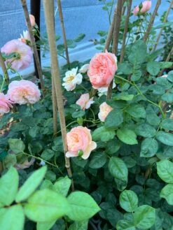 FLAVORETTE™ Honey-Apricot Rose 9 FLAVORETTE™ Honey-Apricot Rose -Gardening Series Store 95C1F9D3 27F1 459E AB0B 920C2758323B