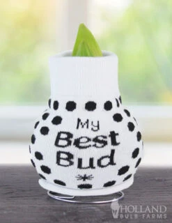 Menu Besties Sweater Amaryllis -Gardening Series Store Best Bud 370 480 bulbs logo 1