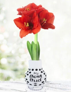 Menu Just For Fun Sweater Amaryllis Collection -Gardening Series Store Best Bud 370 480 full grown logo 1