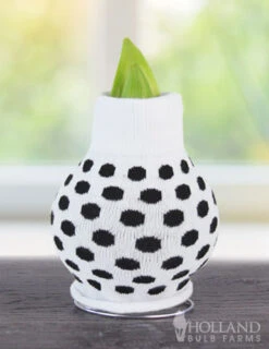 Menu Just For Fun Sweater Amaryllis Collection -Gardening Series Store Best Bud BACK 370 480 bulbs logo 1