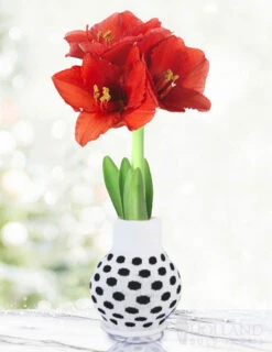 Menu Just For Fun Sweater Amaryllis Collection -Gardening Series Store Best Bud BACK 370 480 full grown logo 1