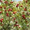 Red Azarole Hawthorn -Gardening Series Store Crataegus azarolus Frucht 1