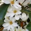 Michelia Doltsopa "Fairy White" -Gardening Series Store Fairy magnolia White