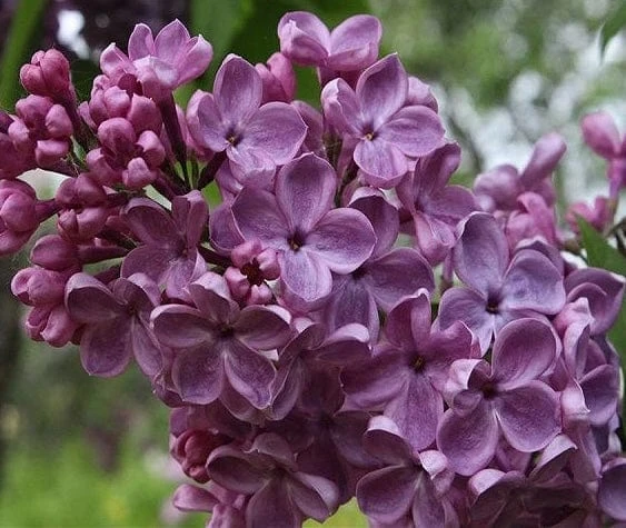 Frank's Fancy Lilac 3 Frank's Fancy Lilac