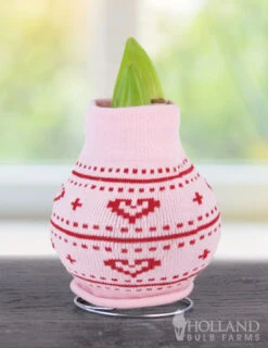 Menu Love Is In The Air Sweater Amaryllis Collection -Gardening Series Store Heart 370 480 bulbs logo