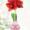 Menu Heart's Delight Sweater Amaryllis -Gardening Series Store Heart 370 480 full grown logo 1