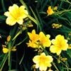 Stella D'Oro Day Lily -Gardening Series Store L700 gigapixel standard scale 6 00x b41b238d a08a 476a b75e 48545af85141
