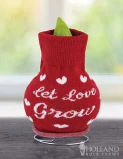 Menu Love Is In The Air Sweater Amaryllis Collection -Gardening Series Store Let Love Grow 370 480 bulbs logo