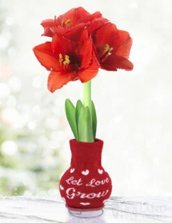 Menu Love Is In The Air Sweater Amaryllis Collection -Gardening Series Store Let Love Grow 370 480 full grown logo