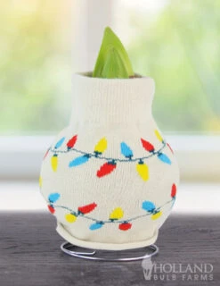 Menu Tis The Season Sweater Amaryllis Collection -Gardening Series Store Lights 370 480 bulbs logo 1