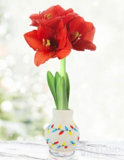 Menu Deck The Halls Sweater Amaryllis Collection 16 Menu Deck The Halls Sweater Amaryllis Collection -Gardening Series Store Lights 370 480 full grown logo 2