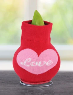 Menu Amore Sweater Amaryllis -Gardening Series Store Love 370 480 bulbs 1
