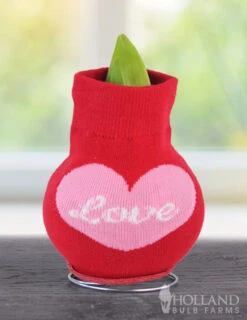 Menu Love Is In The Air Sweater Amaryllis Collection -Gardening Series Store Love 370 480 bulbs logo