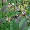 Dawn Viburnum -Gardening Series Store M081 gigapixel standard scale 6 00x 886f0d28 ab38 42b3 87a6 6bc00b3e75b5