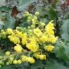 Tall Oregon Grape Holly 2 Tall Oregon Grape Holly -Gardening Series Store MAH aquafolium 1024x672 1