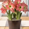 Menu Sweetheart Potted Bulb Garden -Gardening Series Store MG1001 amaryllis and tulips 2