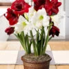 Menu Holiday Twist Potted Bulb Garden -Gardening Series Store MG1030 amaryllis