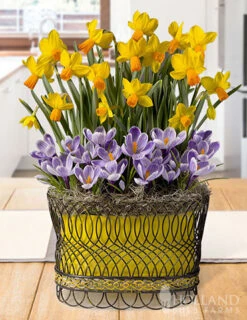 Menu Sunny Skies Potted Bulb Garden