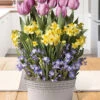 Menu Spring Songbird Potted Bulb Garden -Gardening Series Store MG1183 spring songbird bulb garden