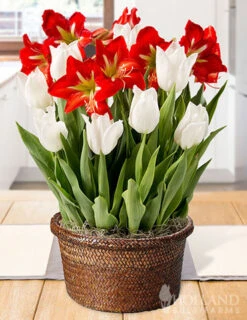 Menu Holiday Spark Potted Bulb Garden