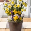 Menu Spring Echo Potted Bulb Garden -Gardening Series Store MG1241 spring echo bulb garden