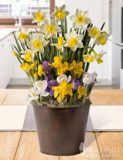 Menu Spring Echo Potted Bulb Garden