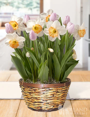 Menu Pastel Skies Potted Bulb Garden 3 Menu Pastel Skies Potted Bulb Garden